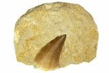1-2" Fossil Mosasaur Teeth In Rock - Morocco - Photo 3